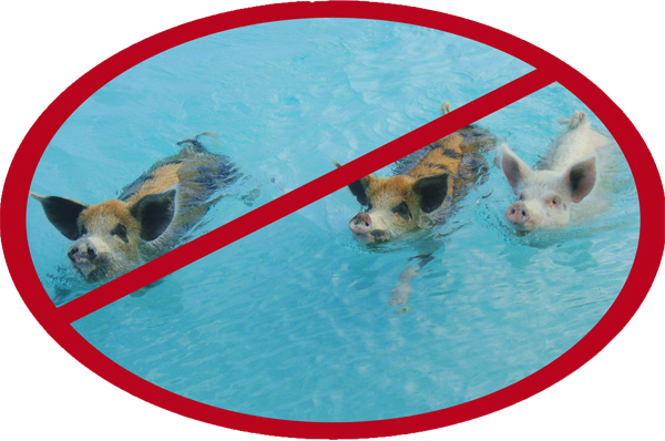 no pigs